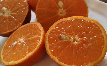 奄美大島産 たんかん 家庭用 5kg（約30～40個）＜完全農薬不使用栽培＞