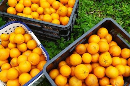 奄美大島産 たんかん 家庭用 5kg（約30～40個）＜完全農薬不使用栽培＞