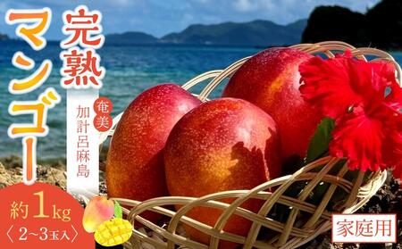 【2025年発送】奄美 加計呂麻島 完熟マンゴー 家庭用 約1kg（2～3玉入り）| マンゴー 完熟 マンゴー フルーツ 南国フルーツ マンゴー 奄美大島 加計呂麻島産 無加湿栽培 マンゴー