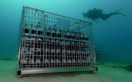 tlass SEA CELLAR -2024 1st Edition- 海底熟成白ワイン 750ml×1本【白ワイン 奄美大島 瀬戸内町】