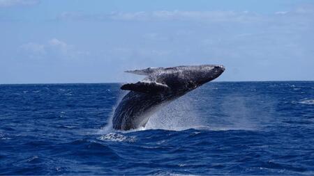 奄美大島　ゆったり見れるホエールウォッチング(3時間)