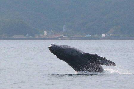 奄美大島　ゆったり見れるホエールウォッチング(3時間)