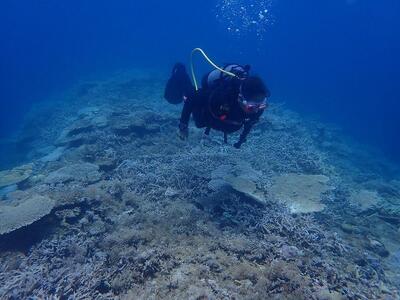 透明度抜群！　奄美大島でボートダイビング（１ボート）