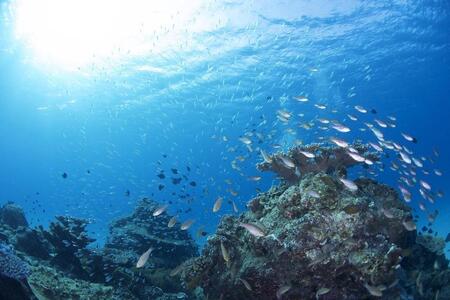 透明度抜群！　奄美大島でボートダイビング（２ボート）