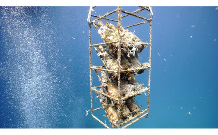 tlass SEA CELLAR -2025 2nd Edition- 海底熟成前後飲み比べ白ワイン 750ml×2本