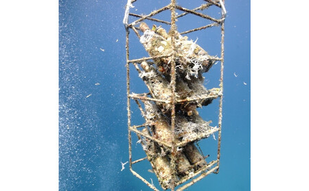 tlass SEA CELLAR -2024 1st Edition- 海底熟成前後飲み比べ赤ワイン 750ml×2本