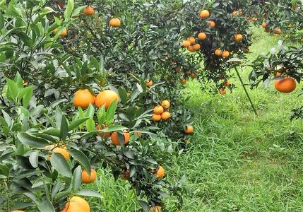 ☆先行受付☆武富農園の奄美 津之輝 約3kg