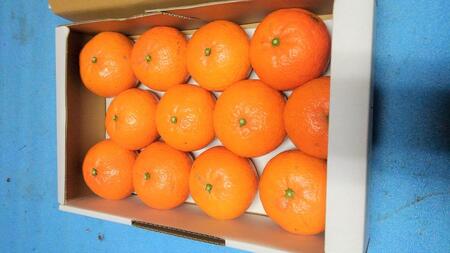 ☆先行受付☆武富農園の奄美 津之輝 約3kg