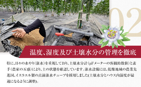 2026年先行受付【農薬・除草剤不使用】奄美大島産樹上完熟パッションフルーツ3kg|パッションフルーツ 果物 くだもの
