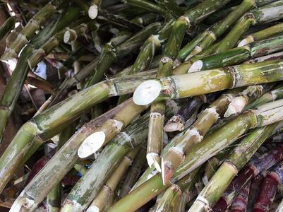 『真きび酢』小サイズ 3本（さとうきびの天然醸造酢）奄美 加計呂麻島