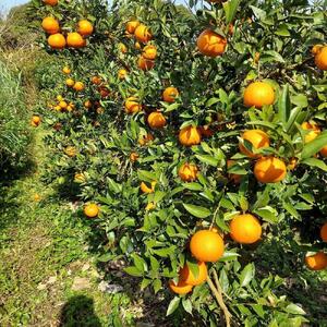 【2026年発送分 先行受付】たんかん ご家庭用バラ詰め3kg×2箱【たけはら農園】たんかん 柑橘 フルーツ 果物