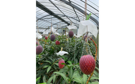 【2026年 先行予約】奄美完熟マンゴー 化粧箱 約2kg(4～6玉入り) 農家直送！