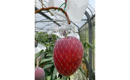 【2026年 先行予約】奄美完熟マンゴー 化粧箱 約2kg(4～6玉入り) 農家直送！