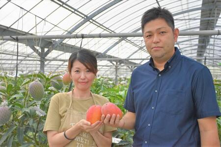 【2026年 先行予約】奄美完熟マンゴー 化粧箱 約2kg(4～6玉入り) 農家直送！