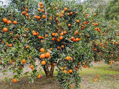 “んまま奄美ジャム”３個セット【たんかん・グァバ・パインジャム詰合せ】