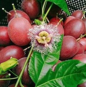 【先行受付】奄美大島産 パッションフルーツ ご家庭用 1.2kg（13～16個入り）＜ながむら農園＞|パッションフルーツ