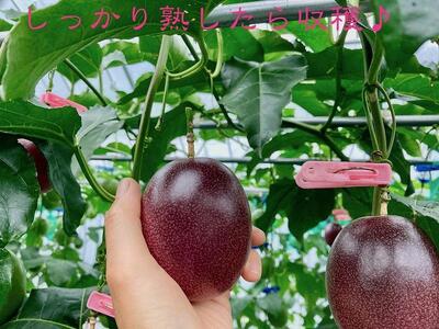 【先行受付】奄美大島 パッションフルーツ 3kg箱（M～2L/約35個）バラ【きゃしなふ農園】【パッションフルーツ パッションフルーツ パッションフルーツ パッションフルーツ パッションフルーツ】