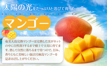 【2026年発送】奄美大島産　完熟マンゴー 約1キロ（2～3玉）| マンゴー