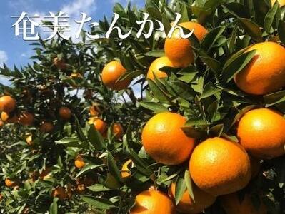 【2026年2月以降発送】訳あり 奄美たんかん 家庭用10kg＜数量限定／先行予約＞