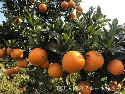 【2026年2月以降発送】訳あり 奄美たんかん 家庭用10kg＜数量限定／先行予約＞