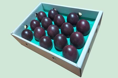 【2026年発送分 先行受付】パッションフルーツ 化粧箱15個入り(M玉)【たけはら農園】パッションフルーツ 果物 くだもの