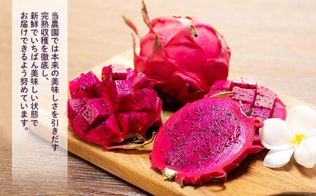 奄美産 食べごろ樹上完熟『赤蜜ドラゴンフルーツ』2kg×2箱セット【先行予約 7月~10月発送】