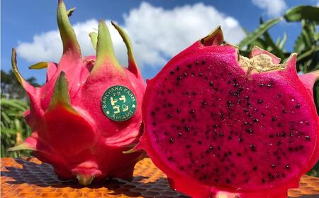 奄美産 食べごろ樹上完熟『赤蜜ドラゴンフルーツ』2kg×2箱セット【先行予約 7月~10月発送】