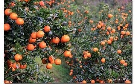 【2026年発送 先行予約】武富農園の奄美たんかん 9kg（3kg×3箱）|たんかん 果物 くだもの フルーツ