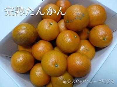 【2025年2月以降発送】訳あり 奄美たんかん 家庭用5kg＜数量限定／先行予約＞