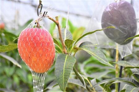 【2026年 先行予約】奄美完熟マンゴー 訳あり 家庭用 約1kg(2~3玉入り) 農家直送!