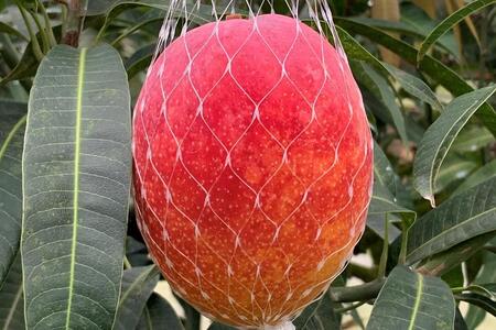 【2026年 先行予約】奄美完熟マンゴー 訳あり 家庭用 約1kg(2~3玉入り) 農家直送!