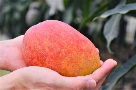 【2026年 先行予約】奄美完熟マンゴー 訳あり 家庭用 約1kg(2~3玉入り) 農家直送!