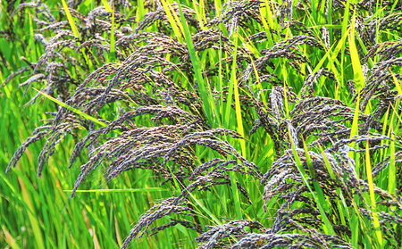 【奄美大島産】龍郷町・秋名の黒米 約1.5kg（約250g×6パック） 鹿児島県 奄美群島 奄美大島 龍郷町 国産 奄美産 お米 雑穀 古代米 長寿米 農家直送 小分け お取り寄せ 期間限定 数量限定