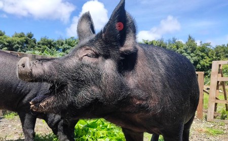 【奄美島豚】しゃぶしゃぶセット1.5kg（たんかん特製ポン酢付き）