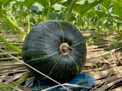 先行受付『2026年５月発送』喜界町産「春かぼちゃ」２玉(約４kg)