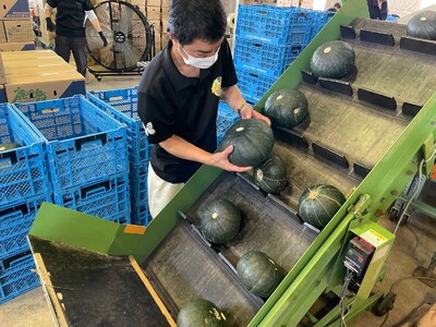 先行受付『2026年５月発送』喜界町産「春かぼちゃ」２玉(約４kg)