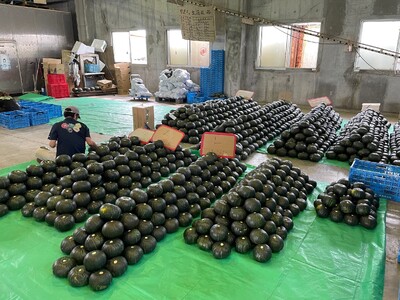 先行受付『2026年５月発送』喜界町産「春かぼちゃ」２玉(約４kg)