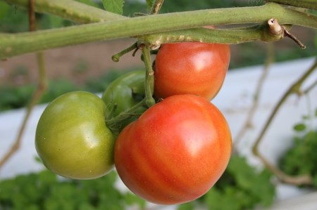 【2022年12月～発送】『喜界島トマト』バガス醗酵有機肥料使用栽培　２kg