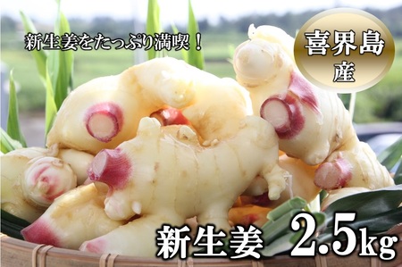 【2024年９月ごろ発送】喜界島産『新生姜』2.5Kg(250g×10パック)　ショウガ/しょうが