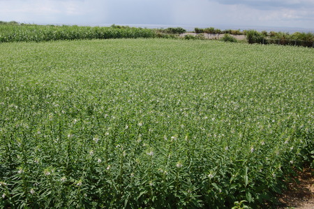 【純国産100%】洗いごま(生ごま)300g