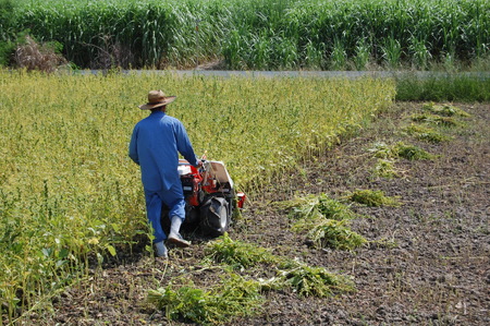 【純国産100%】洗いごま(生ごま)300g