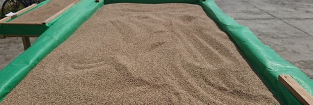 【純国産100%】洗いごま(生ごま)300g