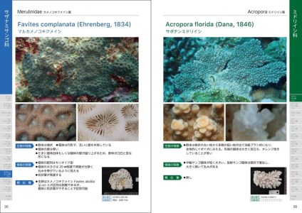 最上の品質な 日本の造礁サンゴ類 本