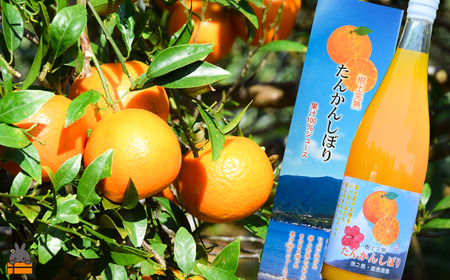 ≪NEW 2026年もぎたて！≫徳之島の直島農園さんのたんかんしぼり（720ml×3本） ( フルーツ ジュース 果汁 果物 柑橘 徳之島 鹿児島 濃厚 贅沢 太陽 恵み 健康 美味しい )