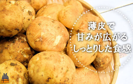 今が旬！》～これからは産地で選びたくなる～徳之島産新じゃがいも