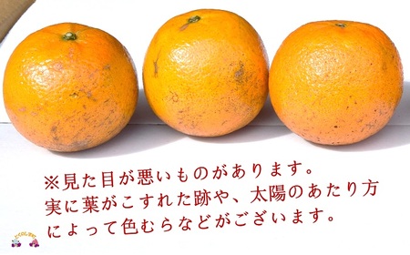 《先行予約》（家庭用）見た目は△！でも味は◎！徳之島産“もぎたて”たんかん（5kg） （ 訳あり 訳有 わけあり ワケ有 タンカン フルーツ みかん 果物 柑橘 甘い 徳之島 奄美 鹿児島 もぎたて フレッシュ 世界自然遺産 フルーツアイランド 先行予約）