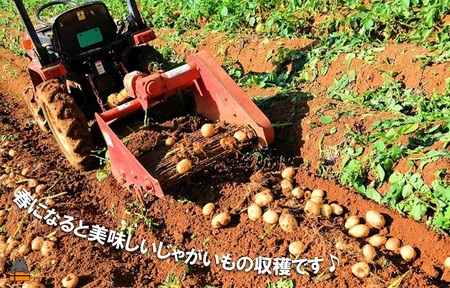 《まもなく旬!》~春しか食べられない 新じゃが~徳之島プレミアムブランド”春一番新じゃがいも”(200kg) ( バレイショ 野菜 旬 春 JA 徳之島 奄美 鹿児島 肉じゃが カレー じゃがバター 美味しい 人気 オススメ JA )