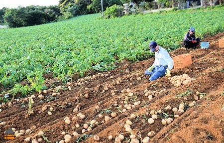 《まもなく旬!》~春しか食べられない 新じゃが~徳之島プレミアムブランド”春一番新じゃがいも”(200kg) ( バレイショ 野菜 旬 春 JA 徳之島 奄美 鹿児島 肉じゃが カレー じゃがバター 美味しい 人気 オススメ JA )