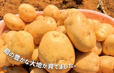 《まもなく旬!》~春しか食べられない 新じゃが~徳之島プレミアムブランド”春一番新じゃがいも”(200kg) ( バレイショ 野菜 旬 春 JA 徳之島 奄美 鹿児島 肉じゃが カレー じゃがバター 美味しい 人気 オススメ JA )