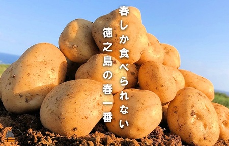 《まもなく旬!》~春しか食べられない 新じゃが~徳之島プレミアムブランド”春一番新じゃがいも”(200kg) ( バレイショ 野菜 旬 春 JA 徳之島 奄美 鹿児島 肉じゃが カレー じゃがバター 美味しい 人気 オススメ JA )